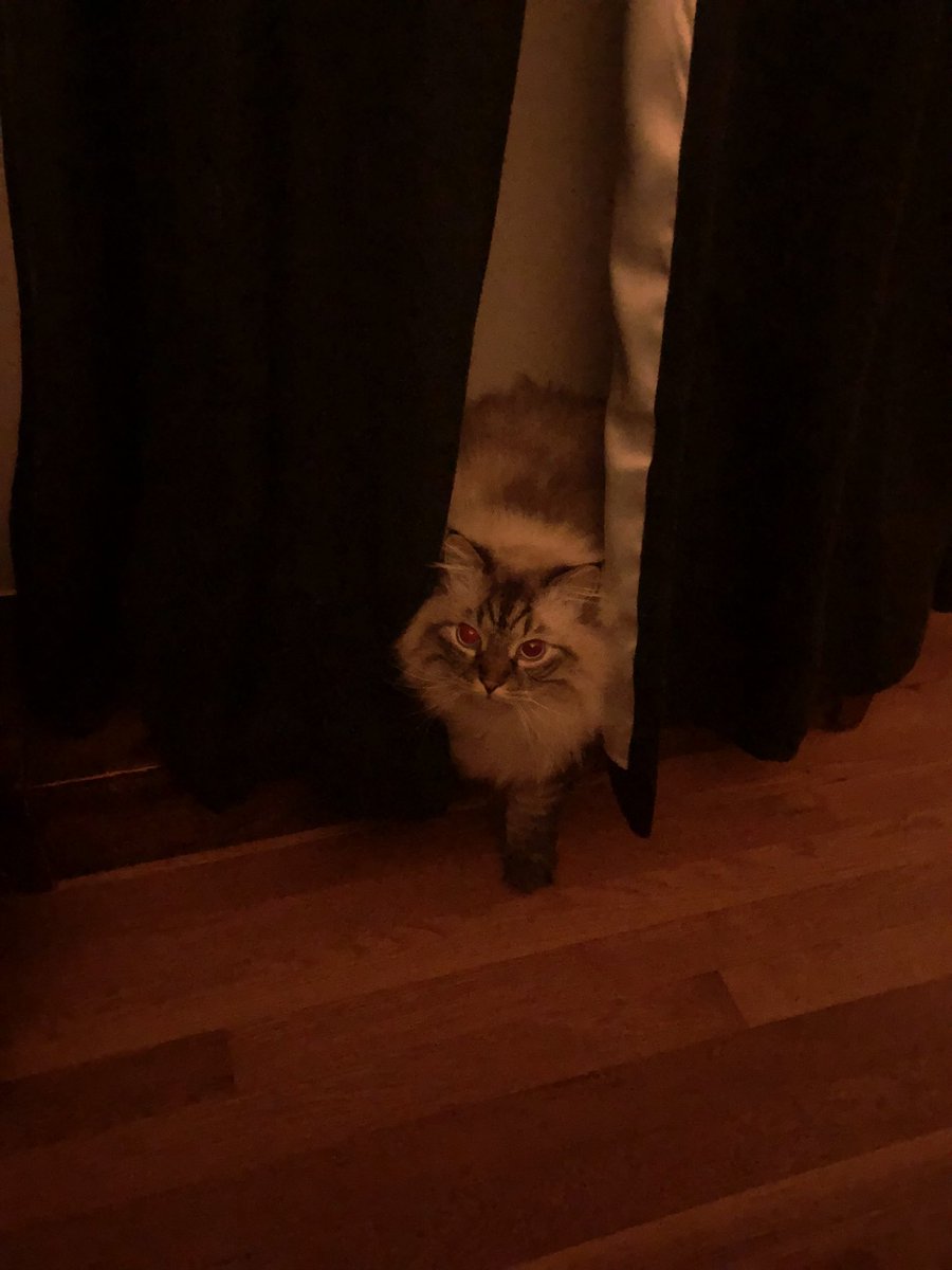 Vlad the Impaler the Cat tweet media