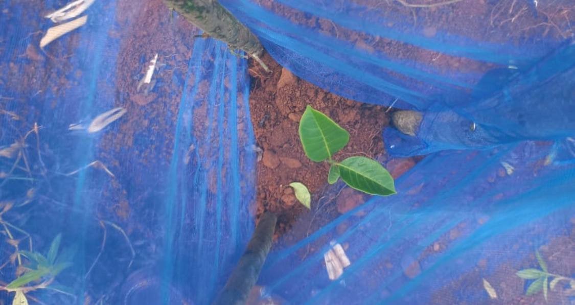 SPE_ETH's tweet photo. One tree can absorb around a tonne of CO2 over it's lifespan.🌲

Our Billion+ Tree Planting initiative will be remembered by several generations. 

What will be your legacy? 

🗣 #ActNow #Invest #SavePlanetEarth $SPE #Cryptocurrency #ClimateActionPlan 

https://t.co/3wHf6kKTHW 🌍 https://t.co/0AF1Aw4eM8