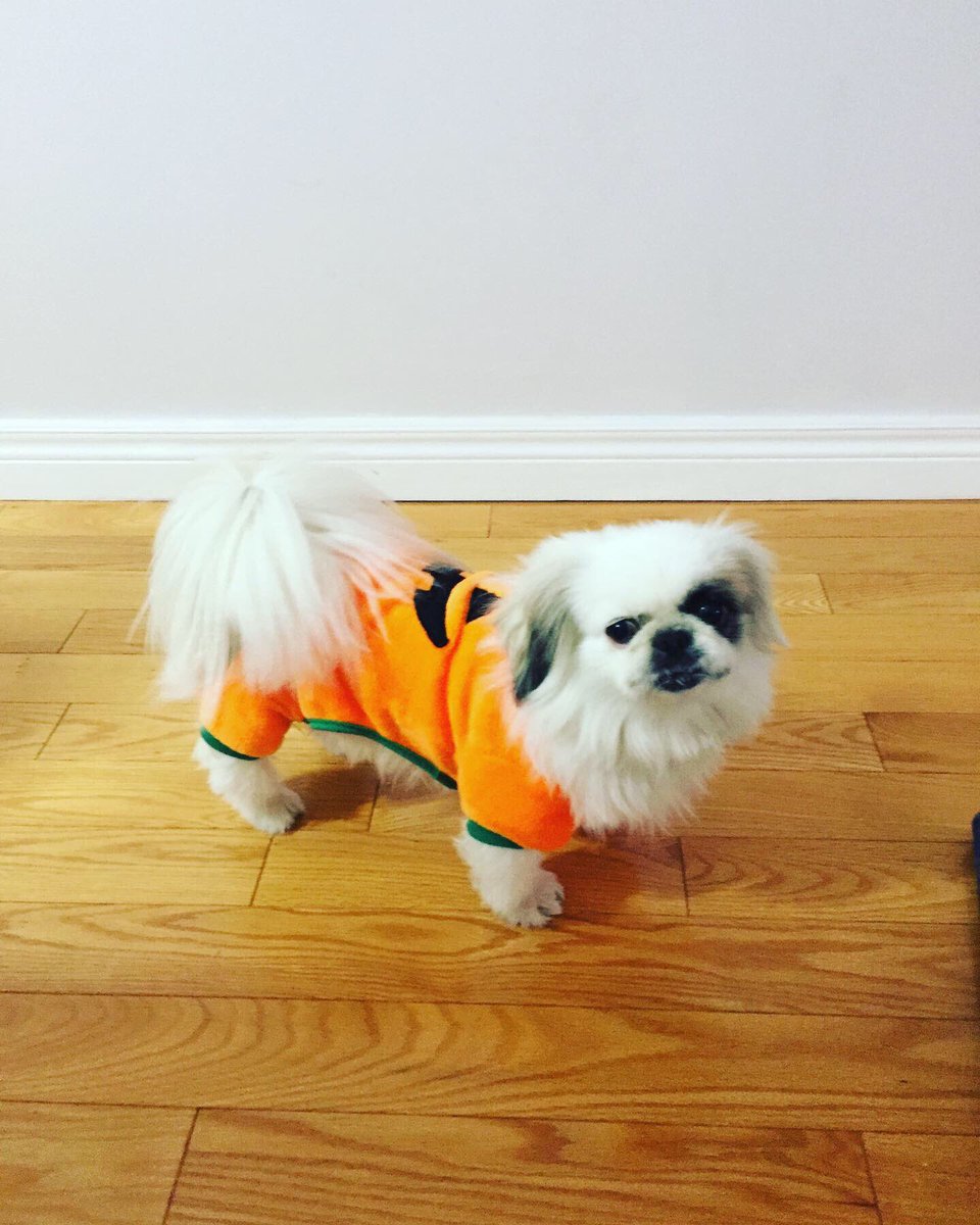 jendietrich's tweet photo. @rgay But she deserves all of me.  She lets my kids dress her like this.  And she wiggles her whole butt for treats.  She’s perfect. https://t.co/PLM370Qj1W