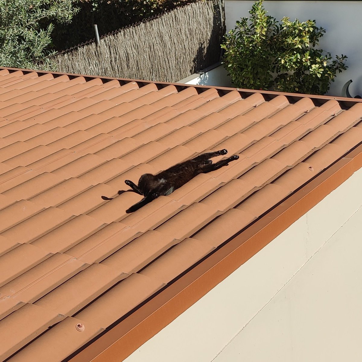 culara97's tweet photo. Os blesseo este día con mi gata colándose en la casa del vecino para tomar el sol https://t.co/eBS6M3TtQK