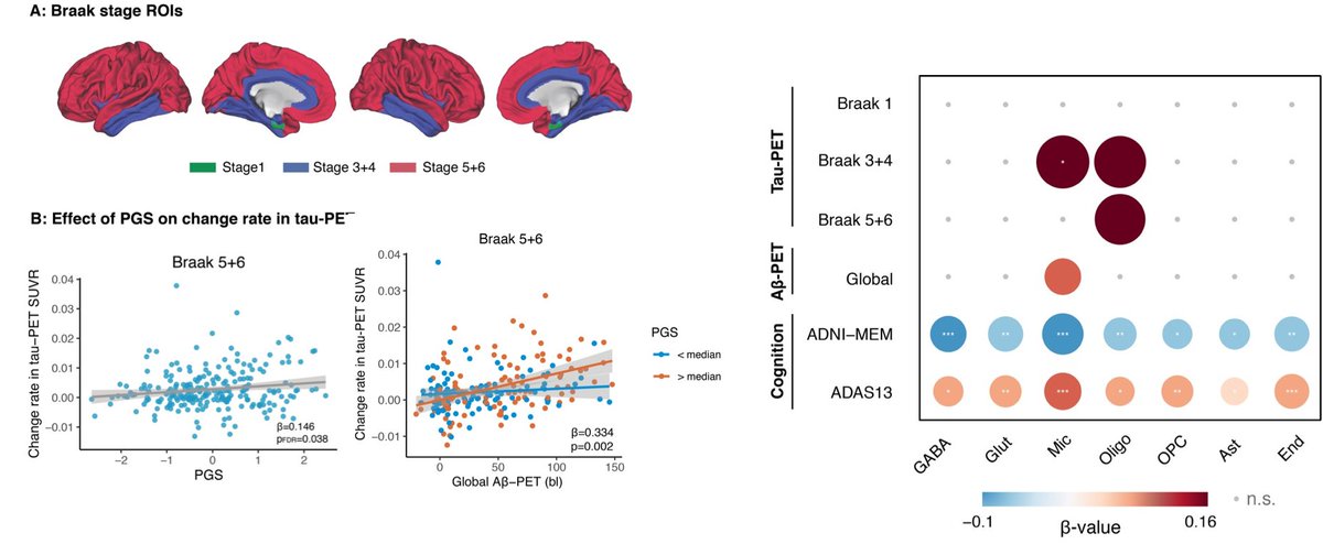 MichaelEwers12's tweet photo. Excited to share: Polygenic risk score (PGS) interacts with amyloid PET to enhance rates of tau-PET increases, w/o APOE e4. Strongest effects for microglia-cell-type PGS. Thanks to @AnnaRubinski @rainermpg, @alpimen72, @nfranzme  @ISD_research MedRxiv: https://t.co/04DxVYDOJi https://t.co/gakdJUn8HW