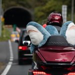誰でも注目の的に!？ゴールドウィングにサメを乗せた結果!