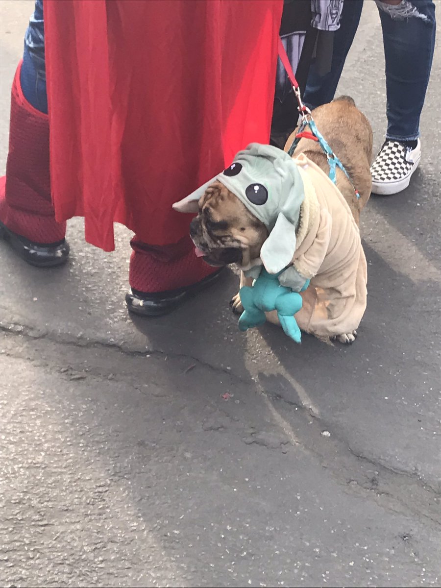 peggy10269's tweet photo. I went to a #poochparade on #Halloween https://t.co/HiPWoXvoeS