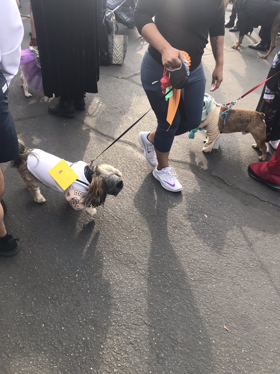 peggy10269's tweet photo. I went to a #poochparade on #Halloween https://t.co/HiPWoXvoeS