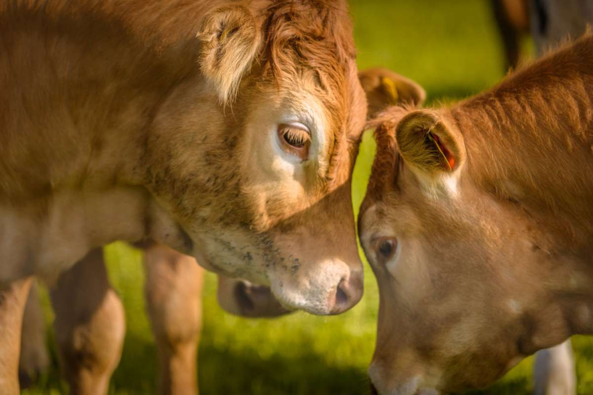 Set in an area of outstanding natural beauty, Down On The Farm's  200-acre site extends right down to the Moray Firth coast. They love sharing the experience with visitors and guests!
camping-directory.uk/2294
 #Aberdeenshire #VisitScotland #FarmHoliday #FamilyBreak @HighSeasHobbit