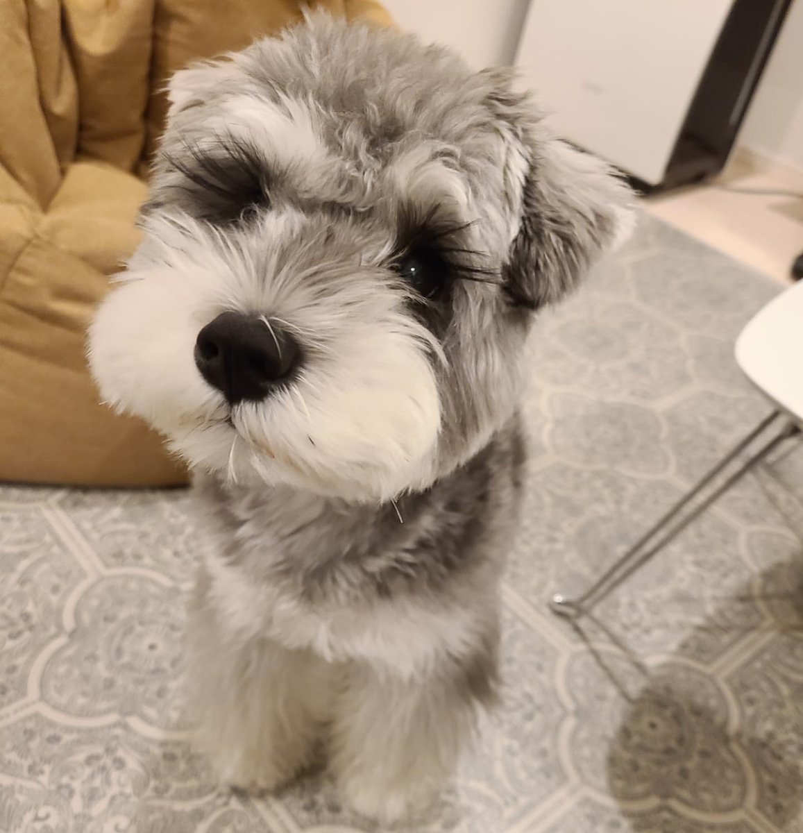今日ももふもふだよ🐑 #ミニチュアシュナウザー #犬のいる幸せ #犬好き