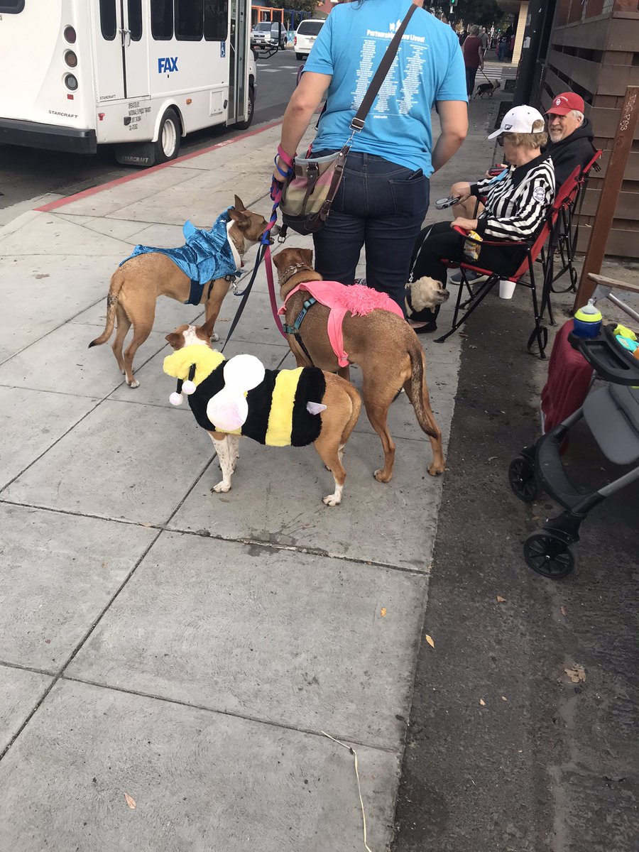 peggy10269's tweet photo. I went to a #poochparade on #Halloween https://t.co/HiPWoXvoeS