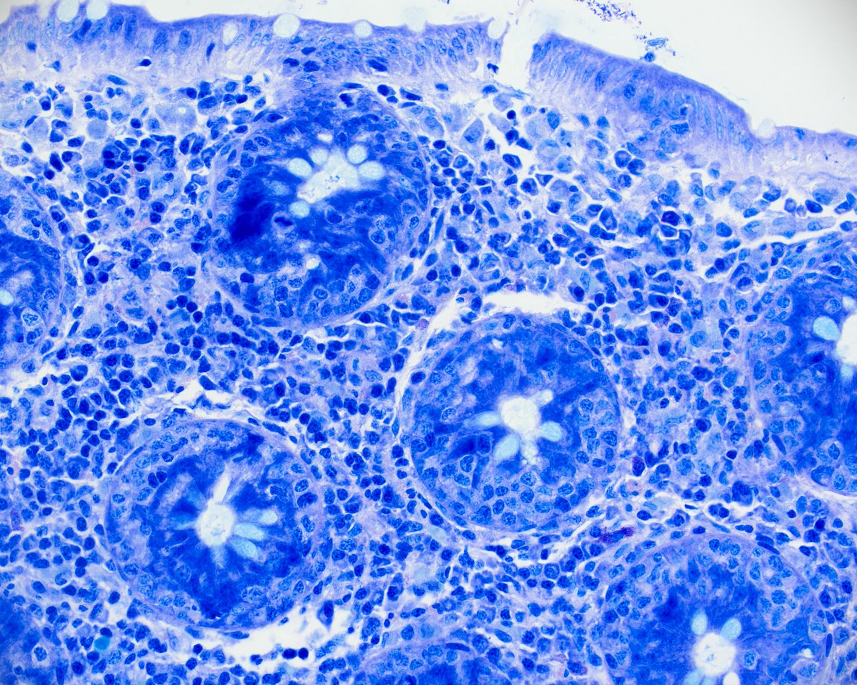 Pathologie_MedUniWien tweet media