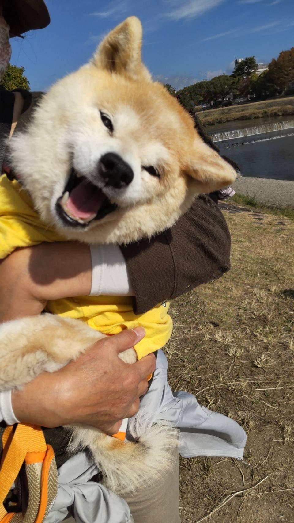 柴犬の抱っこのすべてを教えます これであなたも抱っこマスターだ Maccoの柴犬 Funブログ