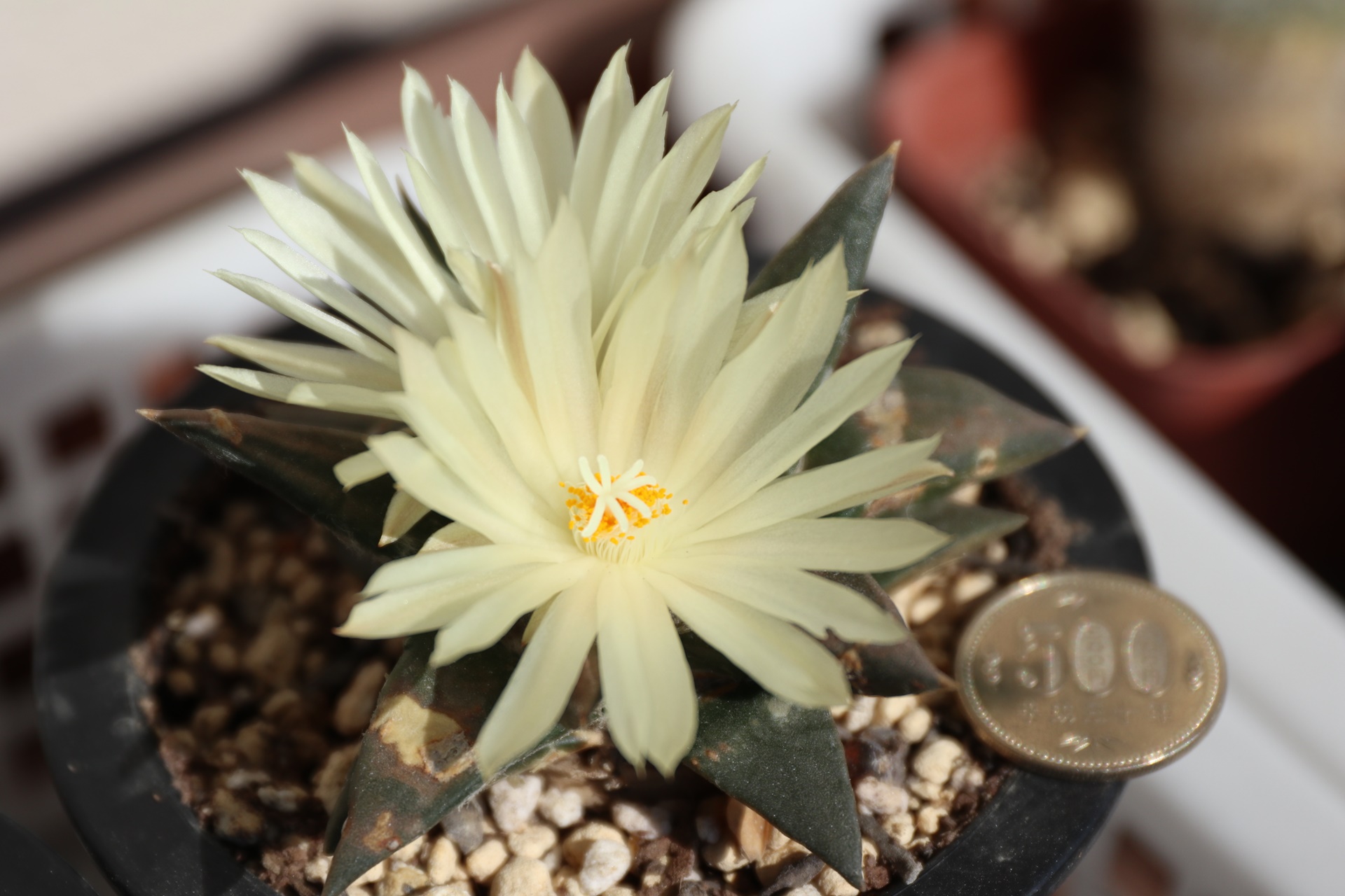 花牡丹 Twitter Search Twitter