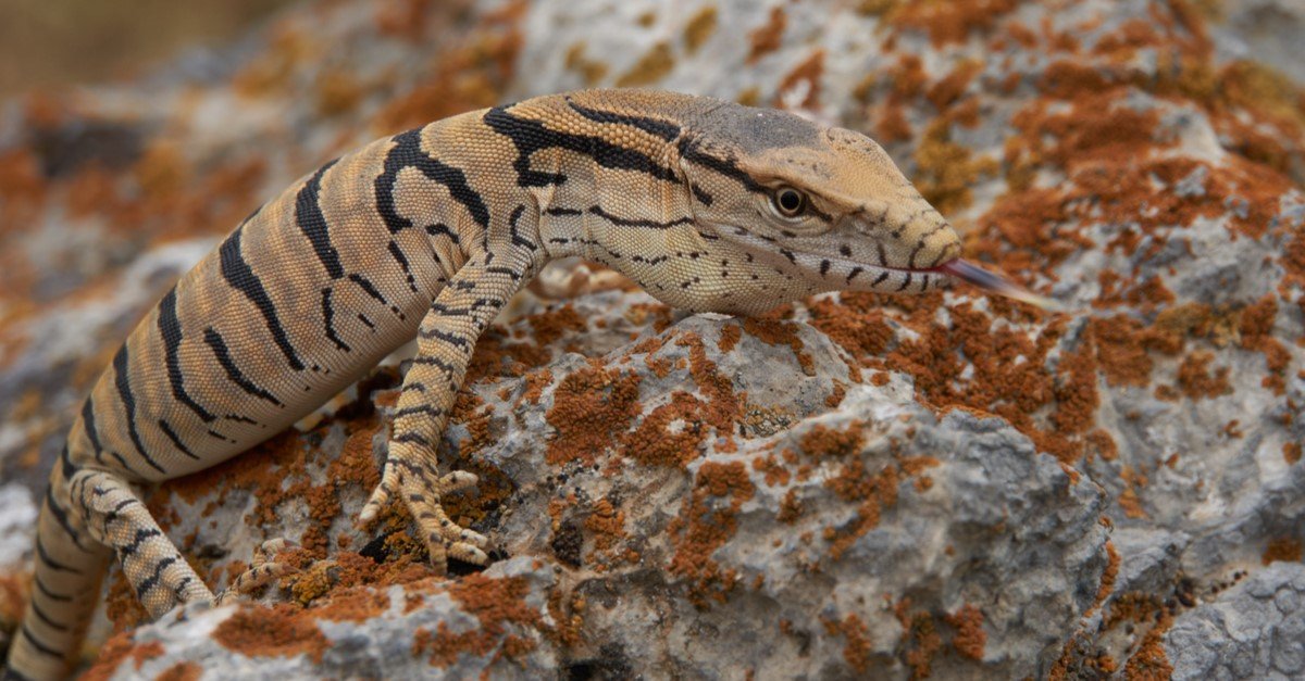 Ушвстый круглоголовка. Ящерица агама в пустыне. Фауна пустыни африки. Круглоголовка вертихвостка. Крупная ящерица обитающая в тропических и пустынных.