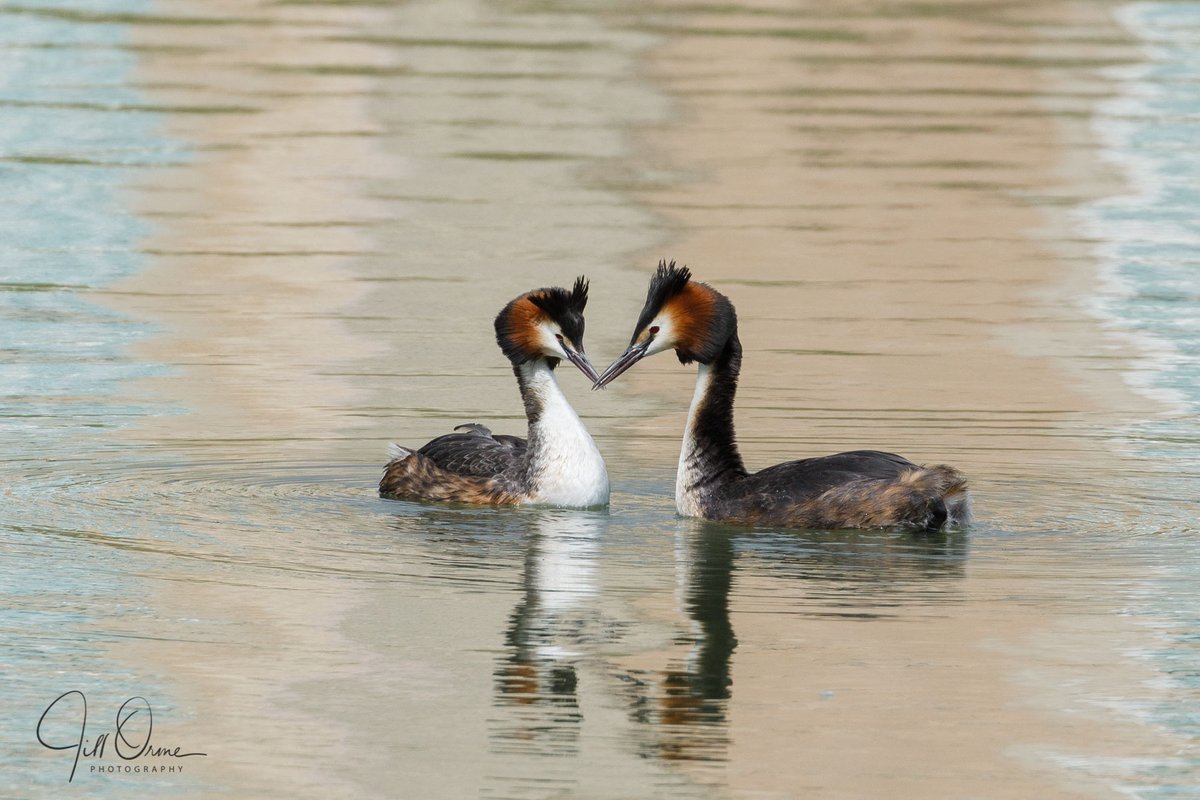 OrmeJks's tweet photo. @ThePhotoHour Good morning!
#ScarceChasers #GreatCrestedGrebes #GreyHeron #SixSpotBurnet https://t.co/dWnGdIZ7Ua