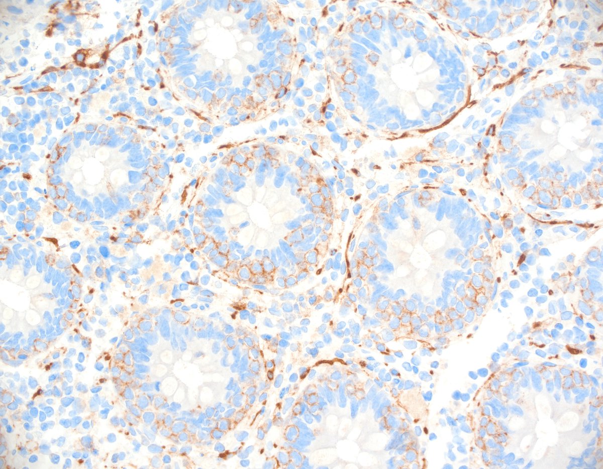 Pathologie_MedUniWien tweet media