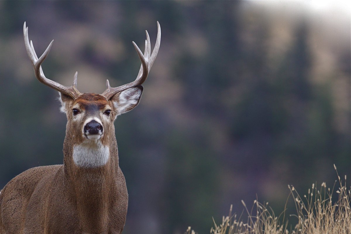 mefishwildlife's tweet photo. Wondering how many white-tailed deer, black bear, or moose have been harvested, by region, this fall? Check out the Big Game Harvest Dashboard: https://t.co/gsaU1sGAEa
Totals are updated every day. #huntme https://t.co/CY0v2BECMy