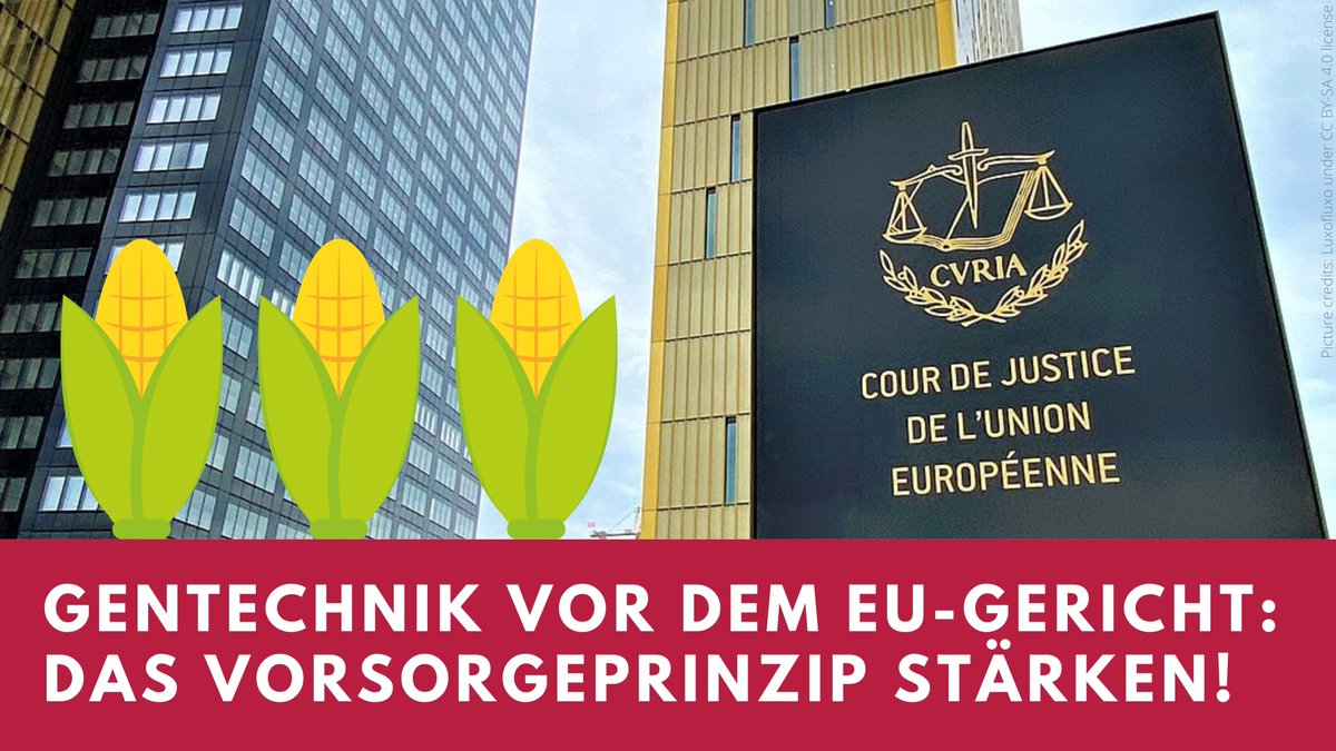 testbiotech's tweet photo. Mit einer Klage vor dem EuGH will Testbiotech verhindern, dass die Sicherheitsstandards für die Zulassung von #GVOs in der EU weiter ausgehöhlt werden. Es darf nicht sein, dass @EFSA_EU bei der Risikoprüfung viele Risiken gezielt ausblendet. https://t.co/lRpy1WE3LR https://t.co/e8AjuGzOKM