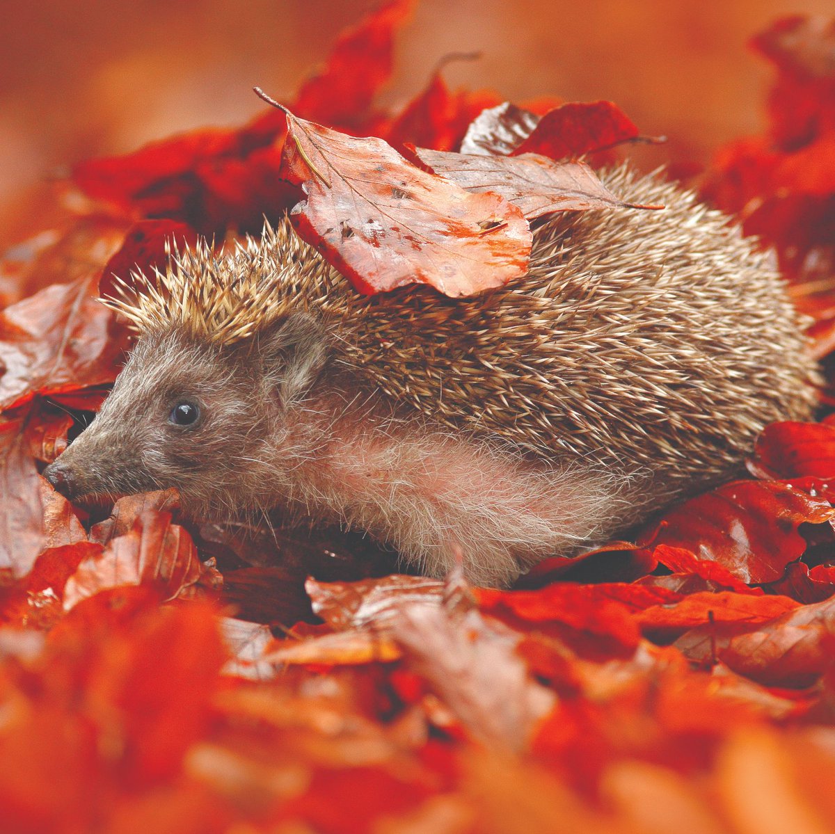 #BonfireNight can be treacherous for hedgehogs looking for a place to hibernate. 🦔

Have a hog-friendly Guy Fawkes and only build your bonfire on the day it will be lit, carefully checking again before you light it!