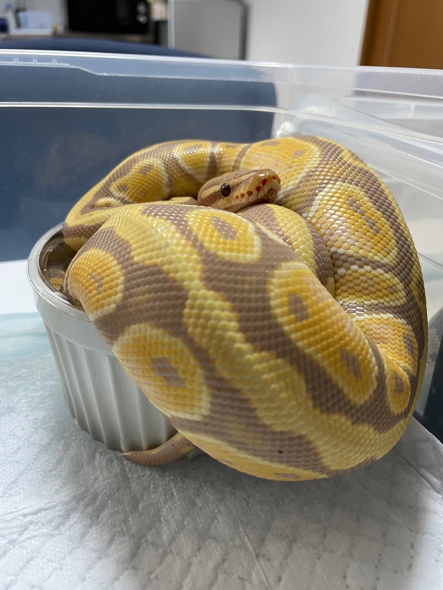 DCFsH4KZHhgE64v's tweet photo. ありし日の湯船
#ボールパイソン
#bananaballpython
#バナナボールパイソン
#爬虫類好きと繋がりたい https://t.co/uVbUg23FVE