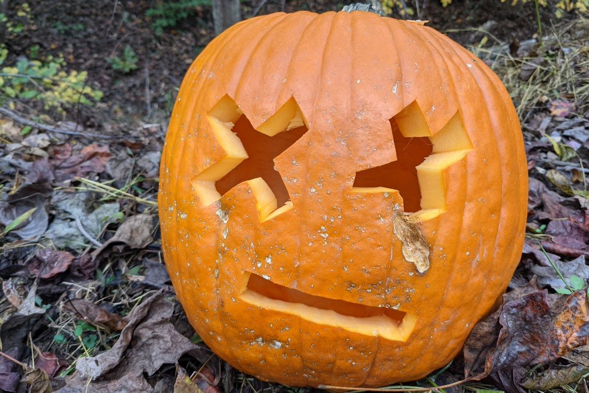 MDEnvironment's tweet photo. When you are ready to say goodbye to your #pumpkins please DO NOT put them in the trash. Here is a great list of places across the state that will #reuse or #compost your #pumpkin. It is far from exhaustive though, what are some other places you know of? https://t.co/E57uO39YJa https://t.co/DHOGiu5KZQ