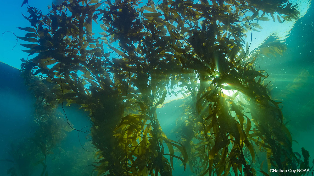 JNCC_UK's tweet photo. #OceanActionDay🌊🌊Marine Protected Areas (MPAs) are an effective #NatureBasedSolution for #ClimateChange adaptation and mitigation, and conserving biodiversity #COP26 #COP15 #MPABioclimate #OceanForClimate @MMAChile @sanctuaries @CRMinae @marinesanctuary @OFBiodiversite @COP26 https://t.co/FJfAoH4Y2j
