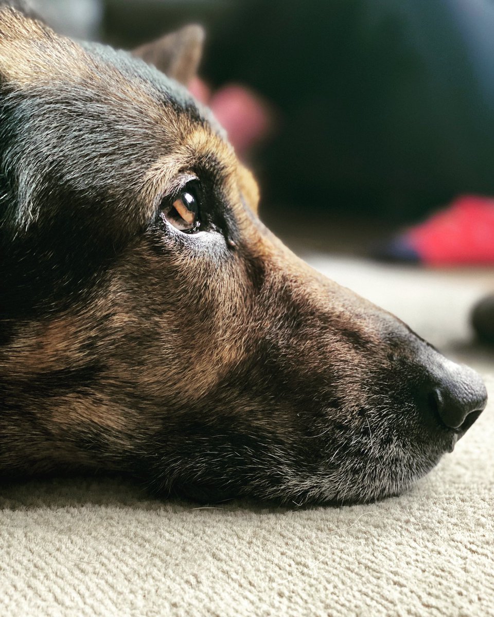 K9Finn's tweet photo. Morning everyone, we have put together a just giving for #FabulousFinn to help him with his recovery. 
We haven’t got a diagnosis yet but know he will need a lot of support afterwards 🐾
We are calling on #teamfinn to help🐾💙
Please retweet 

https://t.co/tKDnUs7HEL https://t.co/vfVPebuWPI