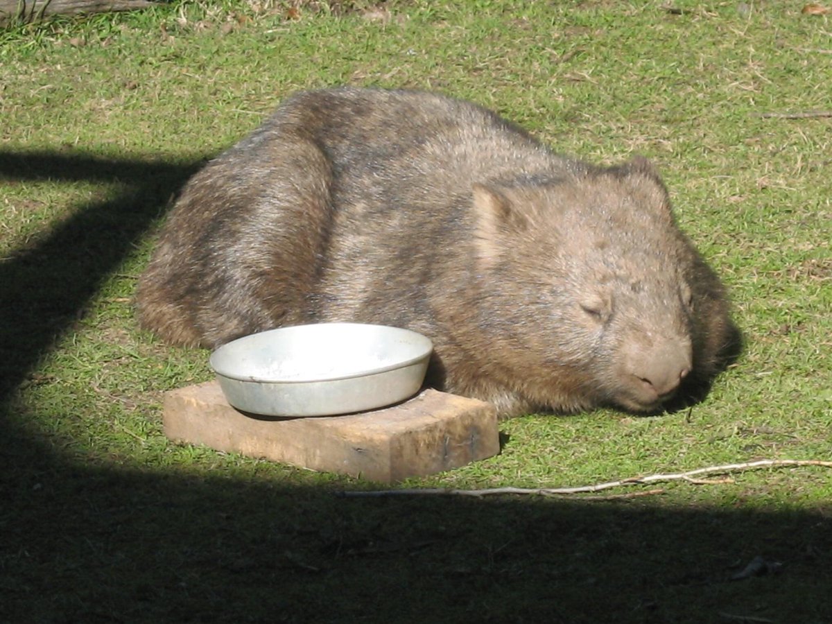 At times, when all the digging's done
It's pleasant sleeping in the sun
And as I age, it's sometimes best
To find a patch of grass, and rest
Just don't encroach upon my heath....
Trespassers will feel my teeth.