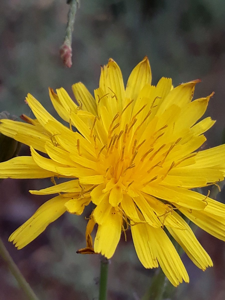 Eladio87743302's tweet photo. #miradas  
#flor #silvestre
#beauty #inside
#anotherpointofview
#otropuntodevista 
#details #photography #foto #nature #naturaleza #naturelovers #color #paraje #composición #creatividad https://t.co/s35UAvQi60