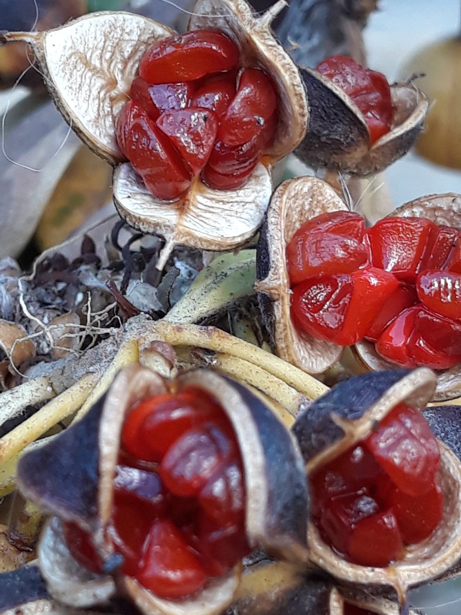 Eladio87743302's tweet photo. #miradas  
#semilla
#beauty #inside 
#anotherpointofview
#otropuntodevista 
#details #photography #foto #nature #naturaleza #naturelovers #color #paraje #composición #creatividad https://t.co/V6KiZn0G1U