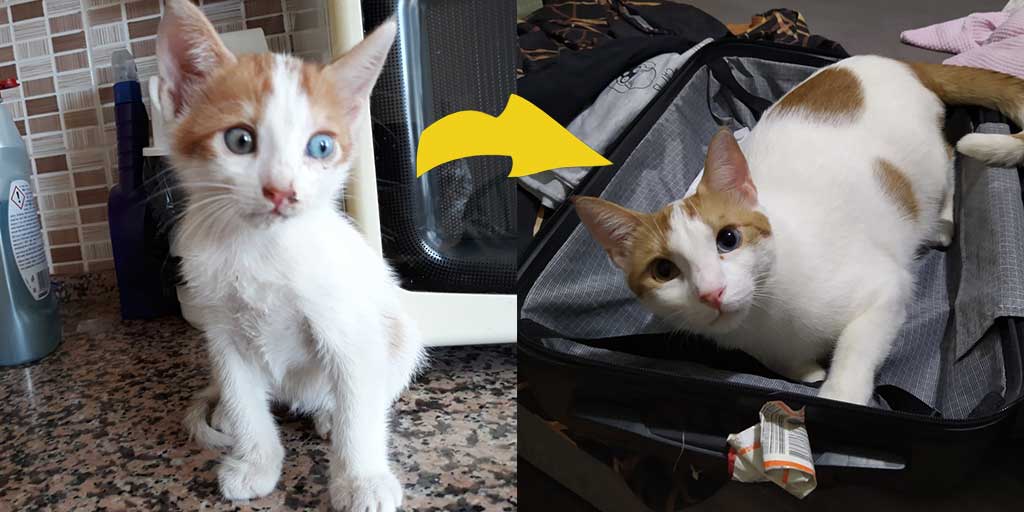 maniac_cup's tweet photo. Before (2018) --> After (2021)
I was so sick when they found me, now I'm a polar bear. #CatsOfTwitter #cats #beforeafter #polarbear https://t.co/dXQ3GXDtuV