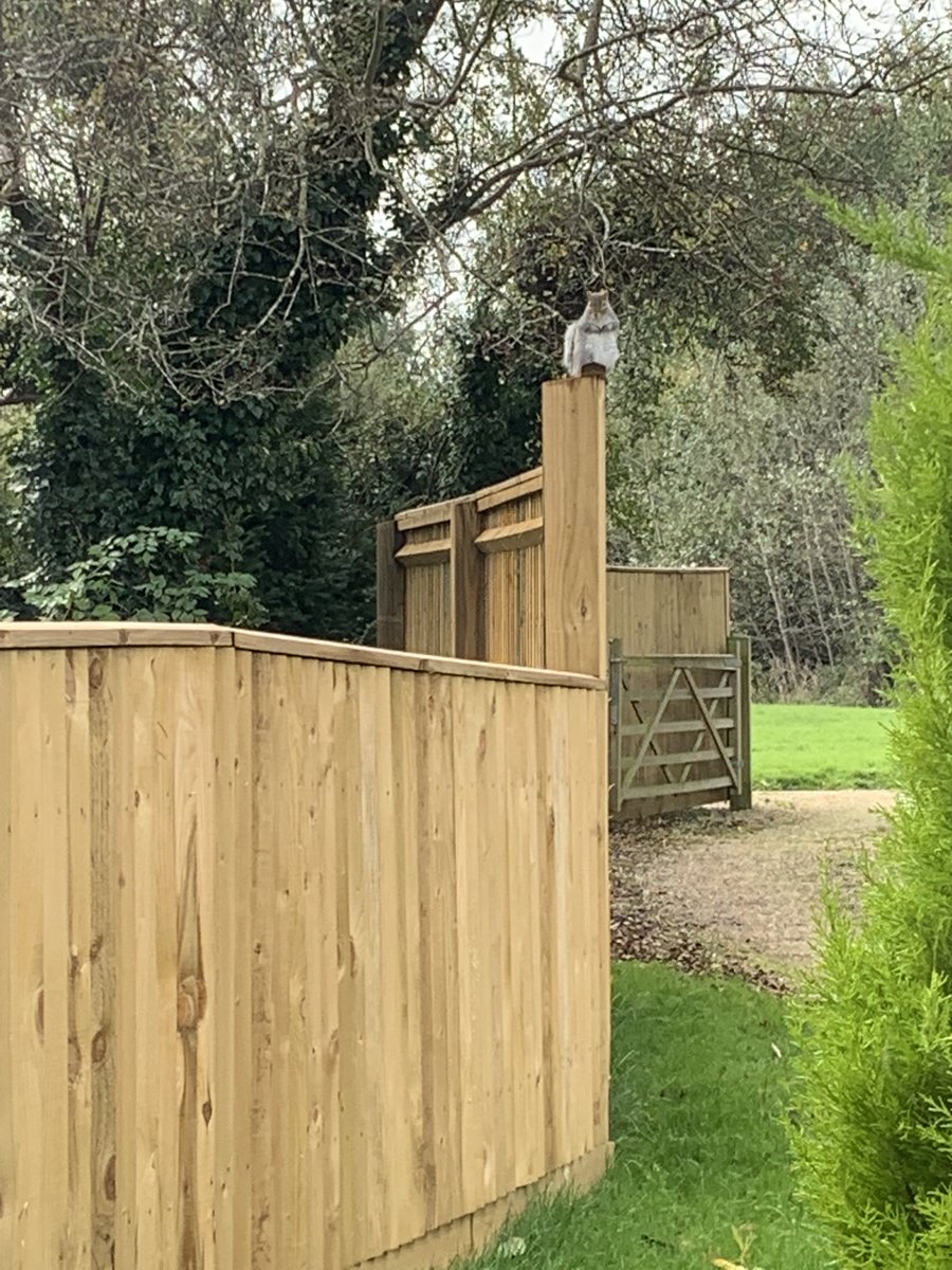 This guy likes to distract me. Shows up always seeking attention 😀