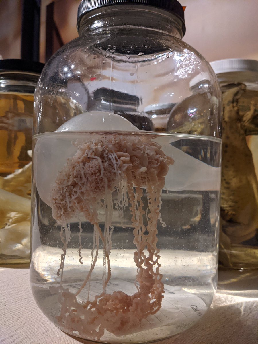 NS_Museum's tweet photo. Day 5 of #Museum30 is brought to you by the number #five and things in jars! Here are 5 jars currently on display as part of Wonderfull at the Museum of Natural History. Find out what they are when you visit @MNH_Naturalists #ThingsInJars https://t.co/meOULaJHTb