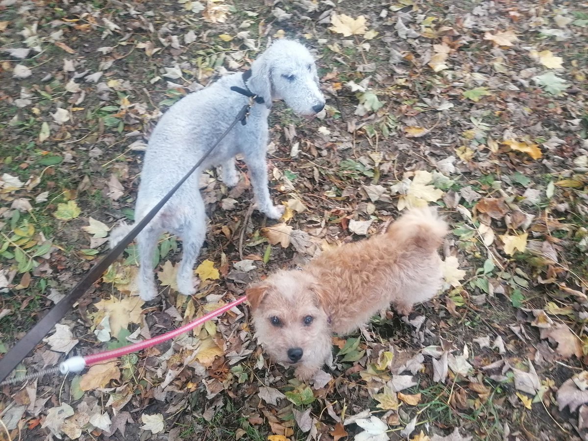 marathondogs's tweet photo. 'This way' woofs Teddy, 'no I want to go that way' woofs Floss.
#funfriday

https://t.co/x3FzJMWYGk

#marathondogs #dogwalking #dogwalker #terrierdogs #Friday https://t.co/c5s9RFP3RV