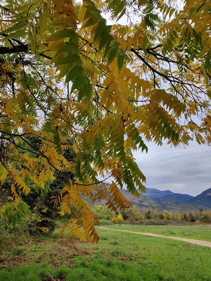 LifeSamfix's tweet image. First day of the Italian national conference of the Samfix project! 
The shots of our participants arrived from @ParcoCastelli. 

#samfix #parcopantenello #lazio #oasidininfa #xylosandrus #lifeprogramme @LIFEprogramme @Parco_Circeo @visit_lazio