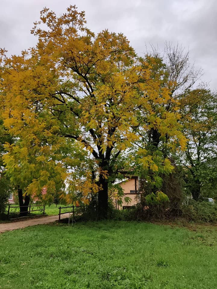 LifeSamfix's tweet image. First day of the Italian national conference of the Samfix project! 
The shots of our participants arrived from @ParcoCastelli. 

#samfix #parcopantenello #lazio #oasidininfa #xylosandrus #lifeprogramme @LIFEprogramme @Parco_Circeo @visit_lazio