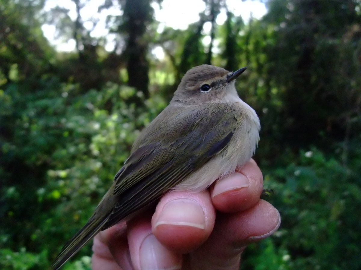 Chew Valley Ringing tweet media