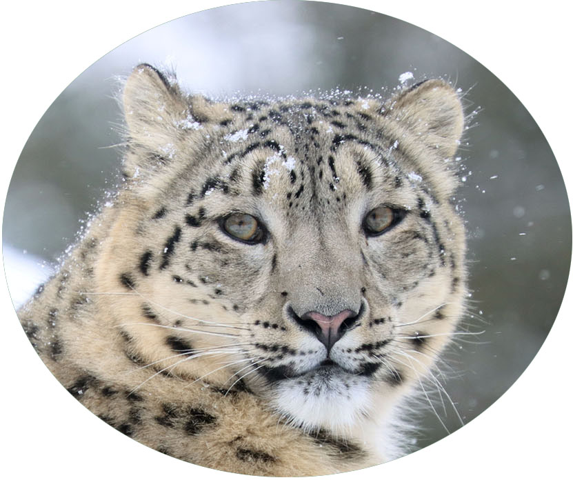 The planet cannot afford 2°C. 

As guardians of nature, BIAZA zoos and aquariums are calling on #COP26 to put people and nature at the front of their minds and commit to a carbon neutral world.

#ZoosForTheWorld #ExtinctionCrisis