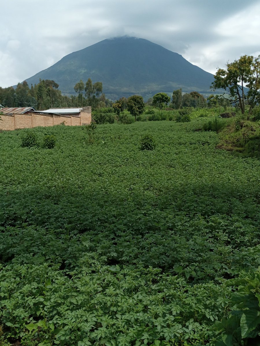 JdlCroix1's tweet photo. Good morning #Rwanda
Genda Rwanda uteye neza
Aho ugeze hose uhabona ibyiza . Aha mu Murera ruguru yarwo
Ku Tatiro ho ku #Birunga
Nzirayamuramira yatatiye Ruganzu
Ni mu ntaazi zo kwa Rukara
Intahana batatu ngo mutahe!
Huje ubweema ari nako rwema !
#Rugarama!
@BureraDistrict https://t.co/xVdXnMuV6J
