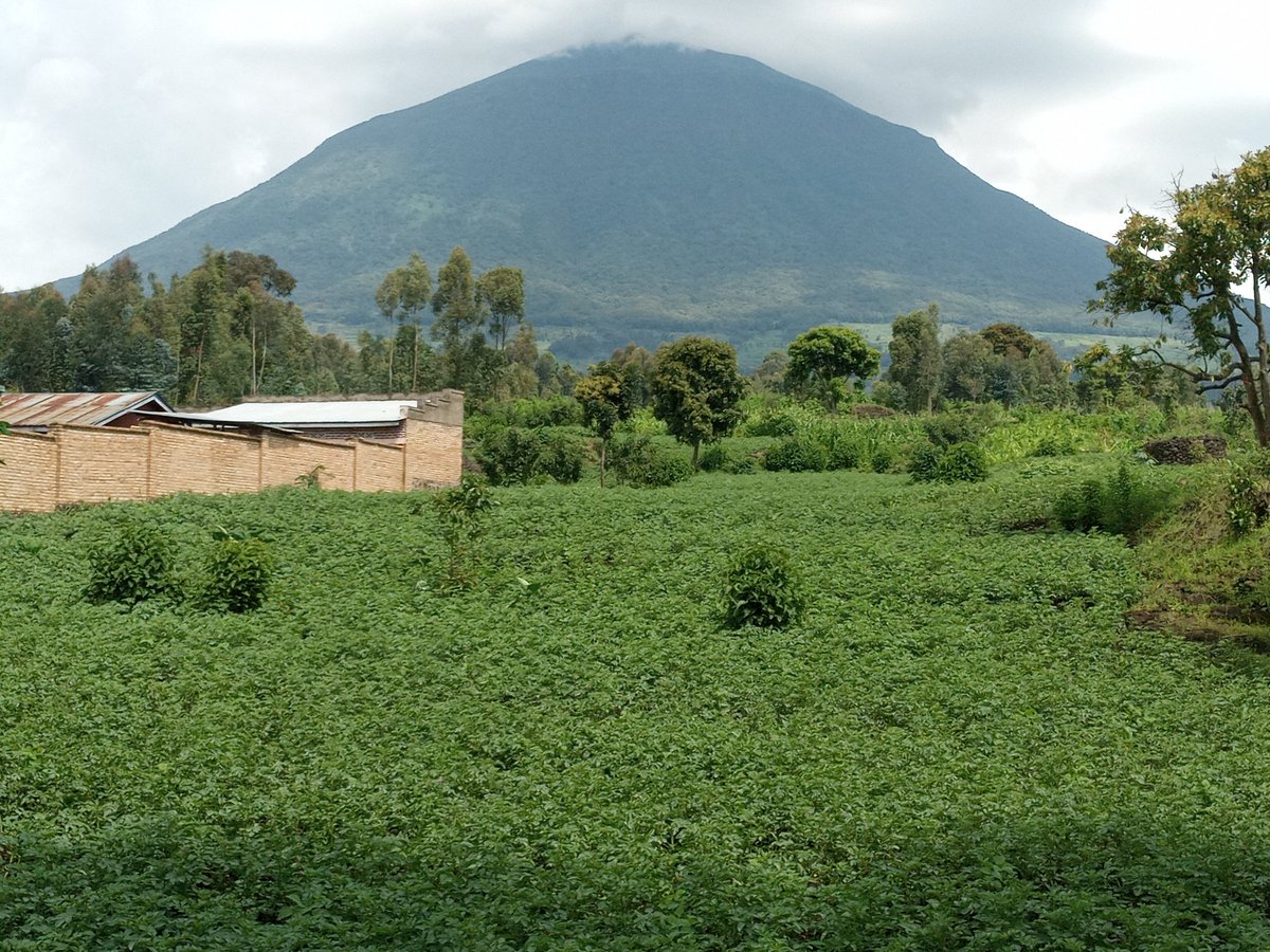 JdlCroix1's tweet photo. Good morning #Rwanda
Genda Rwanda uteye neza
Aho ugeze hose uhabona ibyiza . Aha mu Murera ruguru yarwo
Ku Tatiro ho ku #Birunga
Nzirayamuramira yatatiye Ruganzu
Ni mu ntaazi zo kwa Rukara
Intahana batatu ngo mutahe!
Huje ubweema ari nako rwema !
#Rugarama!
@BureraDistrict https://t.co/xVdXnMuV6J