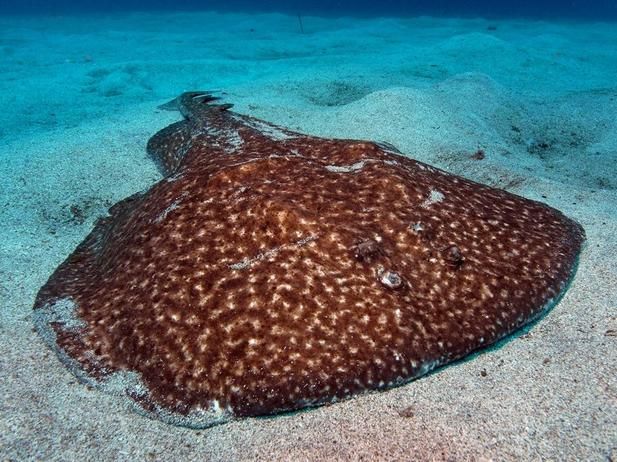 mcmsharksxx's tweet photo. Happy #FlatSharkFriday from @finsunited. Today we're talking about the Marbled Electric Ray, also known as the Marbled Torpedo Ray and Spotted Torpedo. It’s a ray in the Torpedinidae family!
Learn more about these #flatsharks with #TFUI: https://t.co/WWnSEYevpn https://t.co/XXV47nzIMj