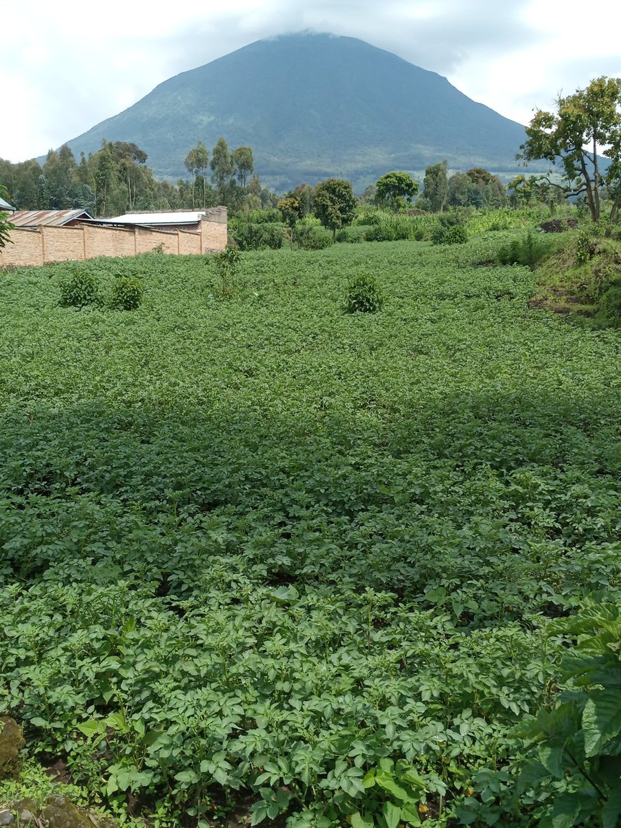 JdlCroix1's tweet photo. Good morning #Rwanda
Genda Rwanda uteye neza
Aho ugeze hose uhabona ibyiza . Aha mu Murera ruguru yarwo
Ku Tatiro ho ku #Birunga
Nzirayamuramira yatatiye Ruganzu
Ni mu ntaazi zo kwa Rukara
Intahana batatu ngo mutahe!
Huje ubweema ari nako rwema !
#Rugarama!
@BureraDistrict https://t.co/xVdXnMuV6J