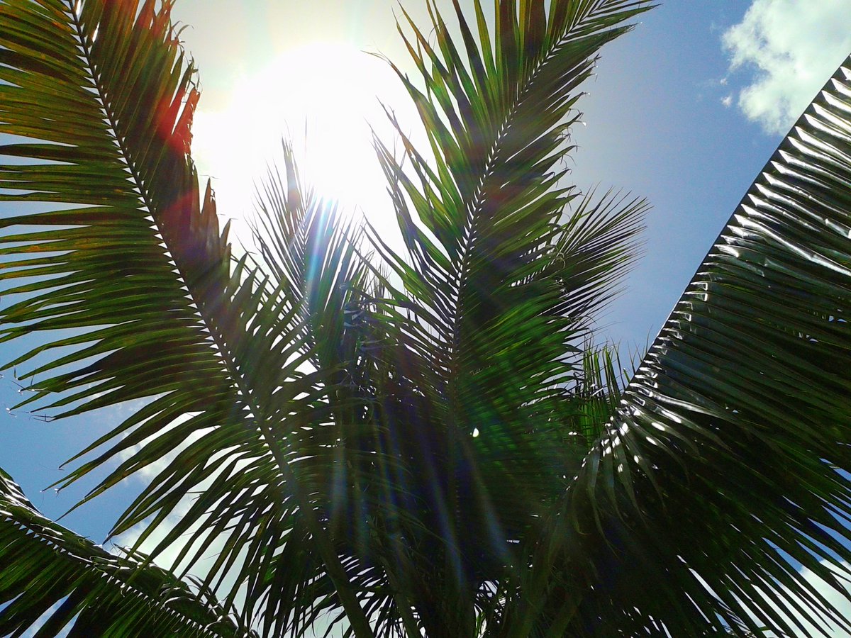 JorgeGNYCMIA's tweet photo. @JorgeG179 #Miami #Sky #Clouds #Palmtree #photo #photodaily #photoftheday #photograph #photographer #photography #photooftheweek #photostudio #skyphotography #sunrays #sunflares #lensflares #SunshineOneMorning https://t.co/mGkged90Vq
