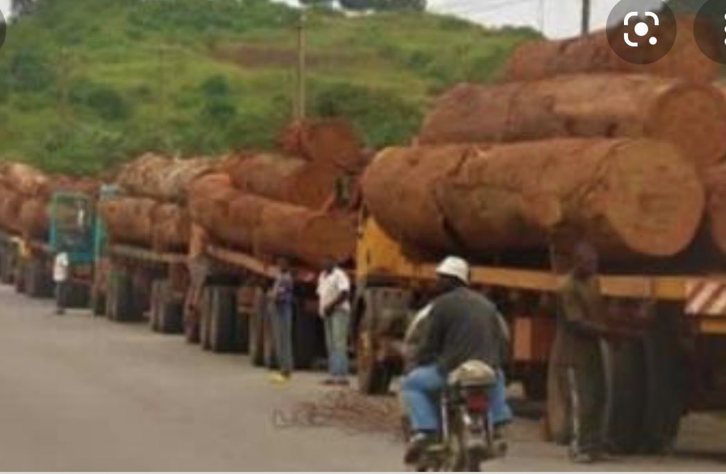 yakisawyerr's tweet photo. Low emitting countries like ours must protect our environment, ecosystems &amp; biodiversity. #TimberLogging must be limited! Climate change consequences are being experienced now. Effective &amp; consistent #ClimateAction is required now! #COP26 #StopDeforestation #TogetherForOurFuture https://t.co/6HE345ddso
