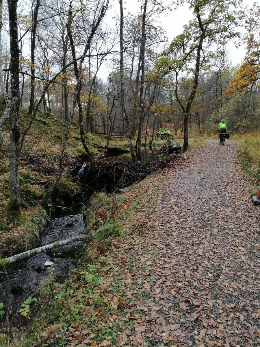 Daniel Postma (@archaeobuild) on Twitter photo We past some impressive and effective flood prevention infrastructure yesterday!
#beaverterritory #floods #PedalOnCOP26 #thismachinefightsclimatechange <a href="/ScotsBeavers/">Scottish Wild Beaver Group</a> <a href="/POPScotland/">Pedal On Parliament</a> <a href="/emilyswildadv/">Emily's Wild Adventures</a> We past some impressive and effective flood prevention infrastructure yesterday!
#beaverterritory #floods #PedalOnCOP26 #thismachinefightsclimatechange <a href="/ScotsBeavers/">Scottish Wild Beaver Group</a> <a href="/POPScotland/">Pedal On Parliament</a> <a href="/emilyswildadv/">Emily's Wild Adventures</a>