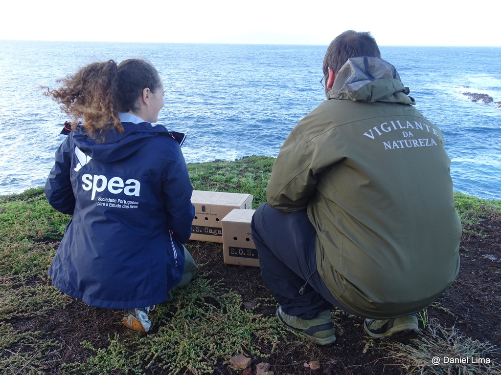 spea_birdlife's tweet photo. Por estes dias e noites, nos Açores e na Madeira estamos em força a salvar aves marinhas encandeadas.
Obrigada aos muitos voluntários e aos municípios que apagaram a iluminação pública nesta altura crítica.
#fieldworkfriday
#SOSCagarro #SalveUmaAveMarinha
#LuMinAves #EELabs https://t.co/KRXWlcpHLy
