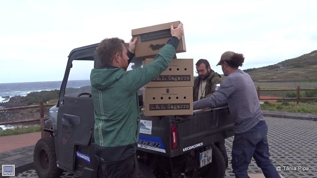spea_birdlife's tweet photo. Por estes dias e noites, nos Açores e na Madeira estamos em força a salvar aves marinhas encandeadas.
Obrigada aos muitos voluntários e aos municípios que apagaram a iluminação pública nesta altura crítica.
#fieldworkfriday
#SOSCagarro #SalveUmaAveMarinha
#LuMinAves #EELabs https://t.co/KRXWlcpHLy