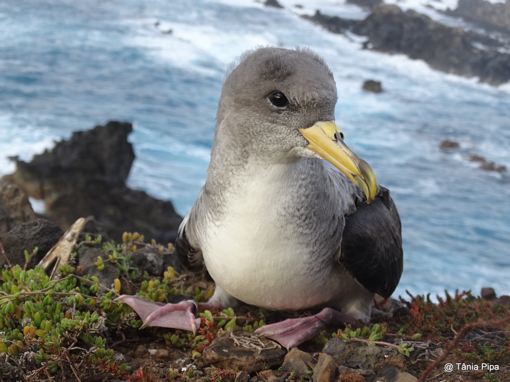 spea_birdlife's tweet photo. Por estes dias e noites, nos Açores e na Madeira estamos em força a salvar aves marinhas encandeadas.
Obrigada aos muitos voluntários e aos municípios que apagaram a iluminação pública nesta altura crítica.
#fieldworkfriday
#SOSCagarro #SalveUmaAveMarinha
#LuMinAves #EELabs https://t.co/KRXWlcpHLy