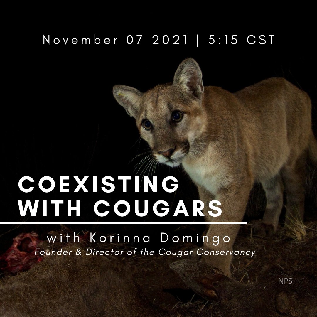 texasnativecats's tweet photo. Join us this Sunday, November 7th for a talk by Korinna Domingo, Founder and Director of the Cougar Conservancy as she covers topics related to human-cougar coexistence.  

To learn more visit, https://t.co/sEdKvlGrXX

Send an email to Info@TexasNativeCats.org for an invitation. https://t.co/Ppbgl3oRVS