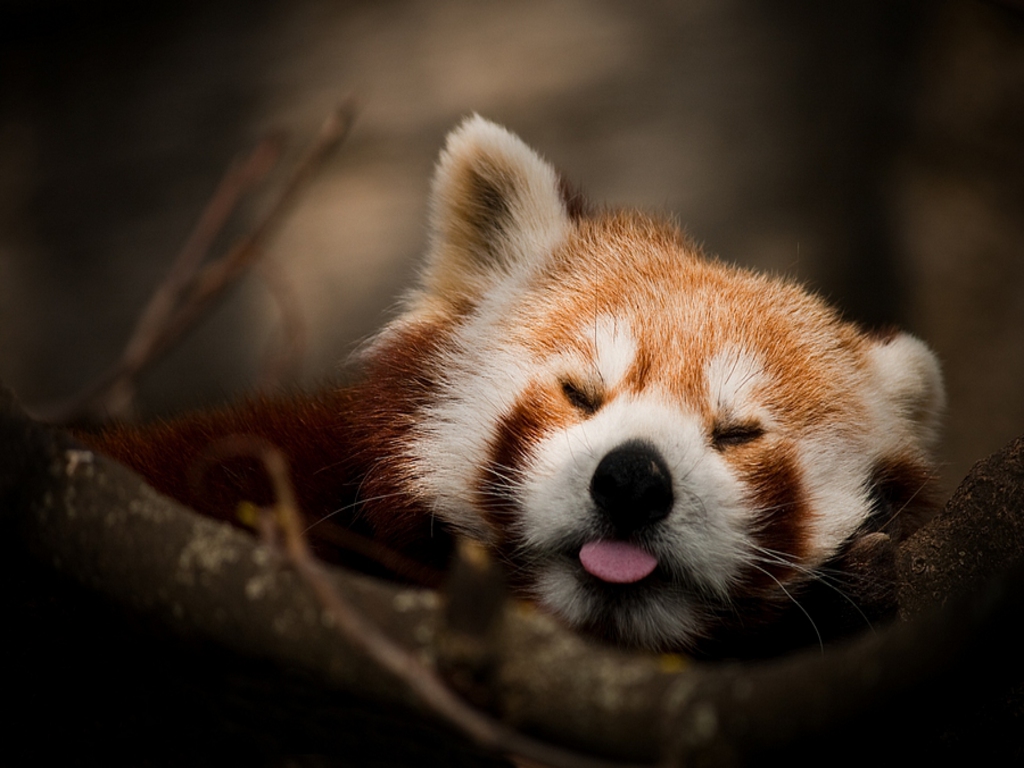 RedPandaEveryHr's tweet photo. https://t.co/sR5xxtGfbn