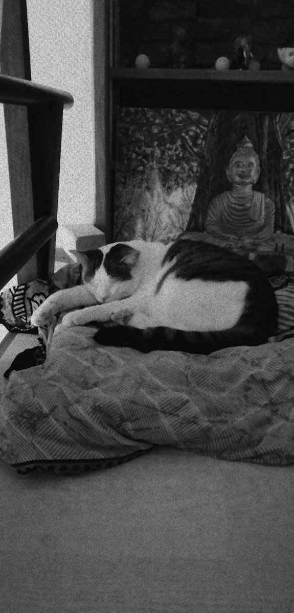 Sleeping time 😴
#cats #sleeping #animals