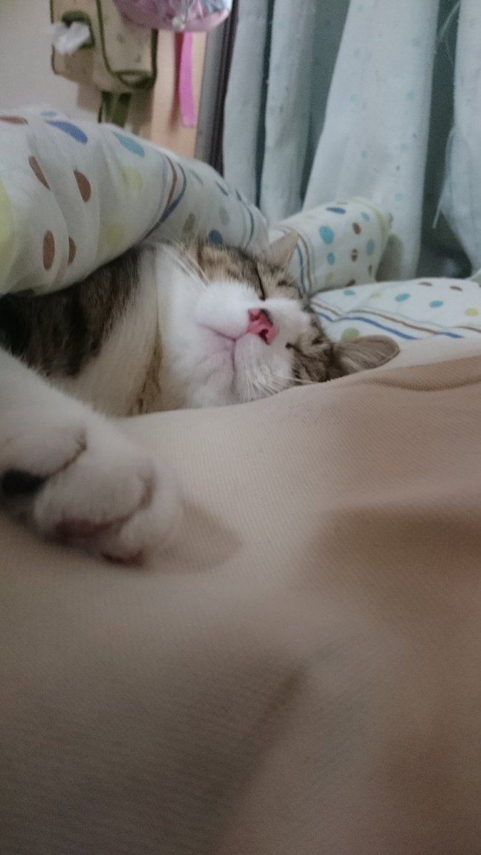 1208_t's tweet photo. 人間猫w

 #猫好きさんと繋がりたい  #猫好き  #猫のいる暮らし  #猫のいる日常  #猫の居る幸せ  #猫のいる生活 https://t.co/1Ve0ojbJCp