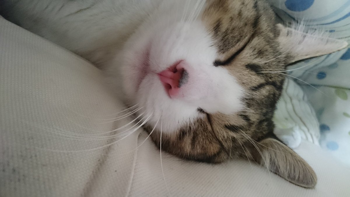 1208_t's tweet photo. 人間猫w

 #猫好きさんと繋がりたい  #猫好き  #猫のいる暮らし  #猫のいる日常  #猫の居る幸せ  #猫のいる生活 https://t.co/1Ve0ojbJCp